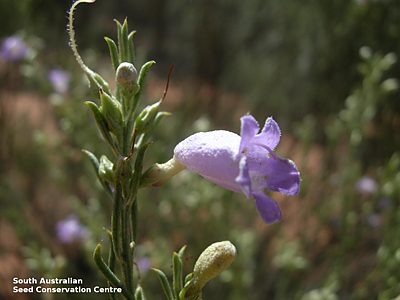 Eremophila scoparia flower